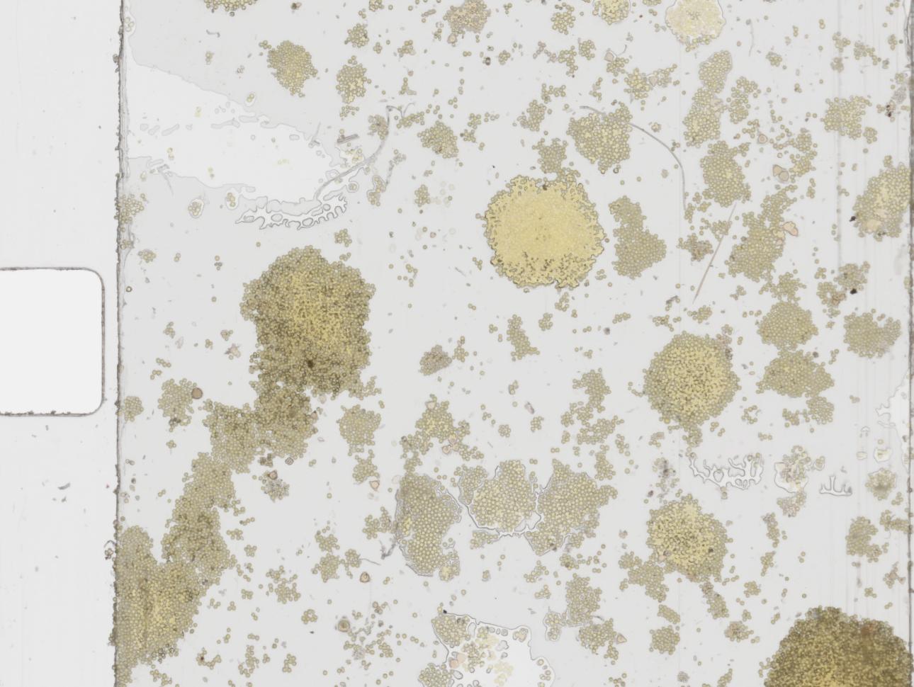 pollen